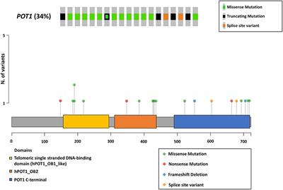 POT1 mutations are frequent and associated with Ki-67 index in canine diffuse large B-cell lymphoma